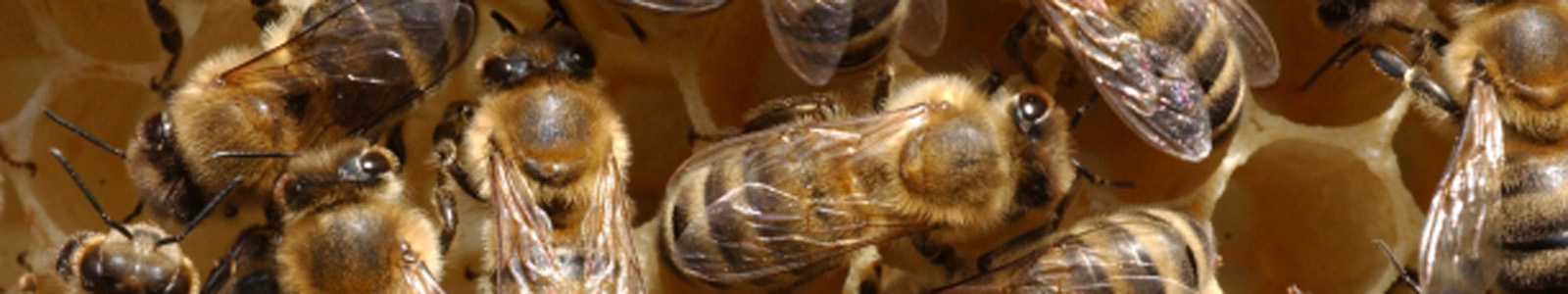 Nahaufnahme vieler Bienen © Dienstleistungszentren Ländlicher Raum